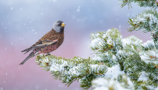 A portrait of a grey-crowned rosy-finch