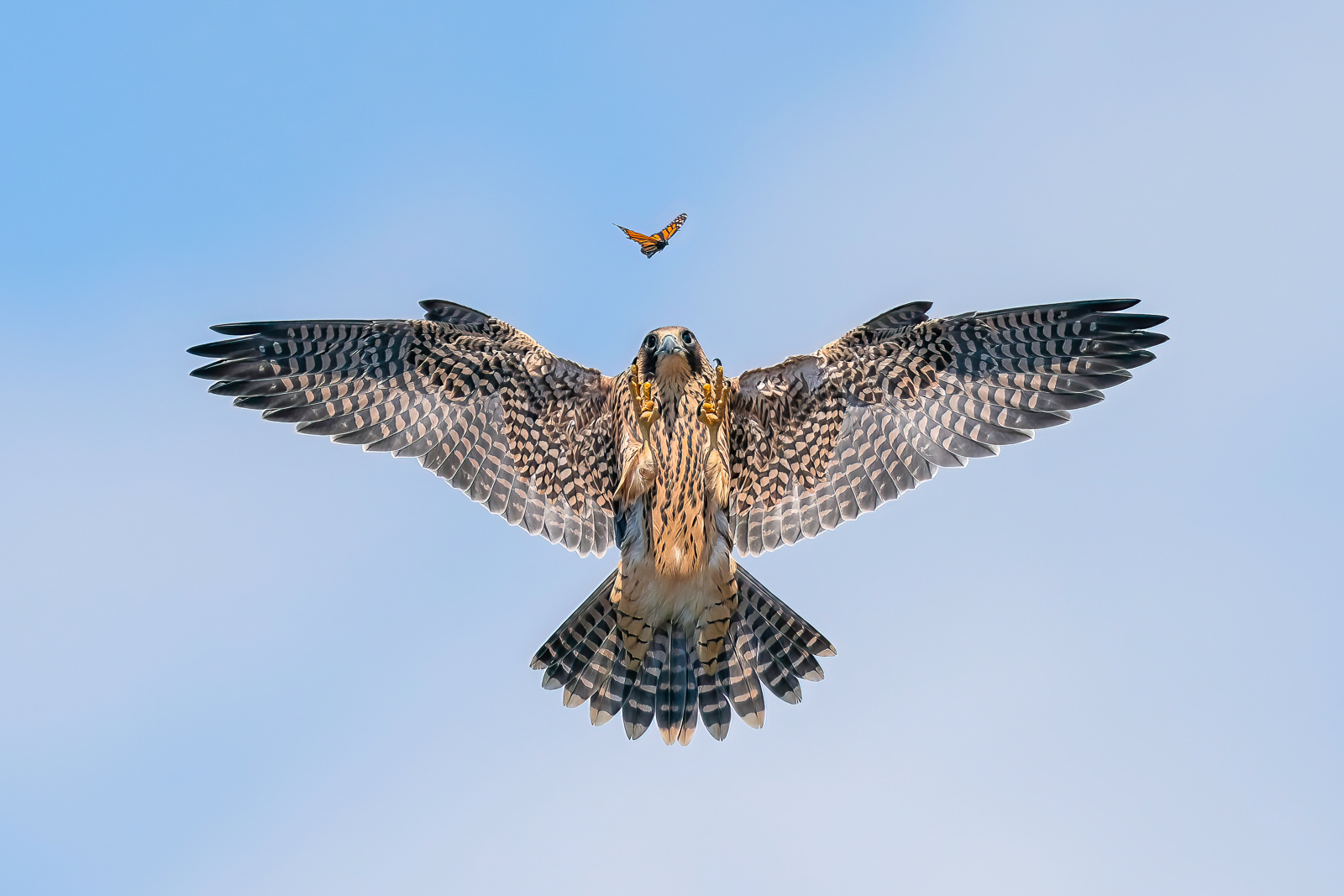 A peregrine falcon fledgling flying to improve his skills