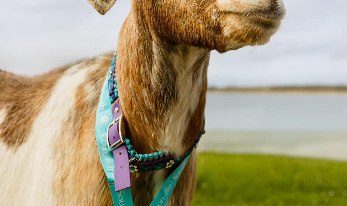 a goat wearing a medal
