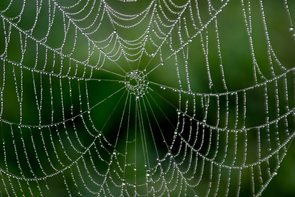 Morning dew clinging to a spider web
