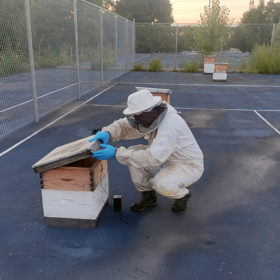 Beekeeper opening a hive