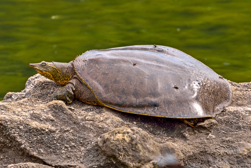 A spiny softshell turtle lounging on a rock