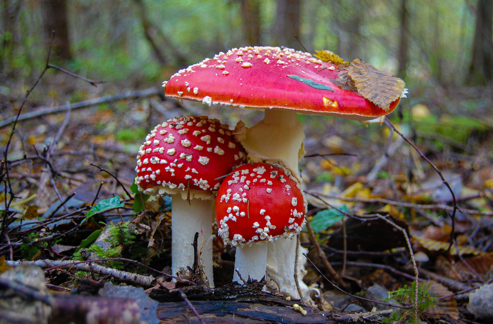 A cluster of toadstools growing in the woods