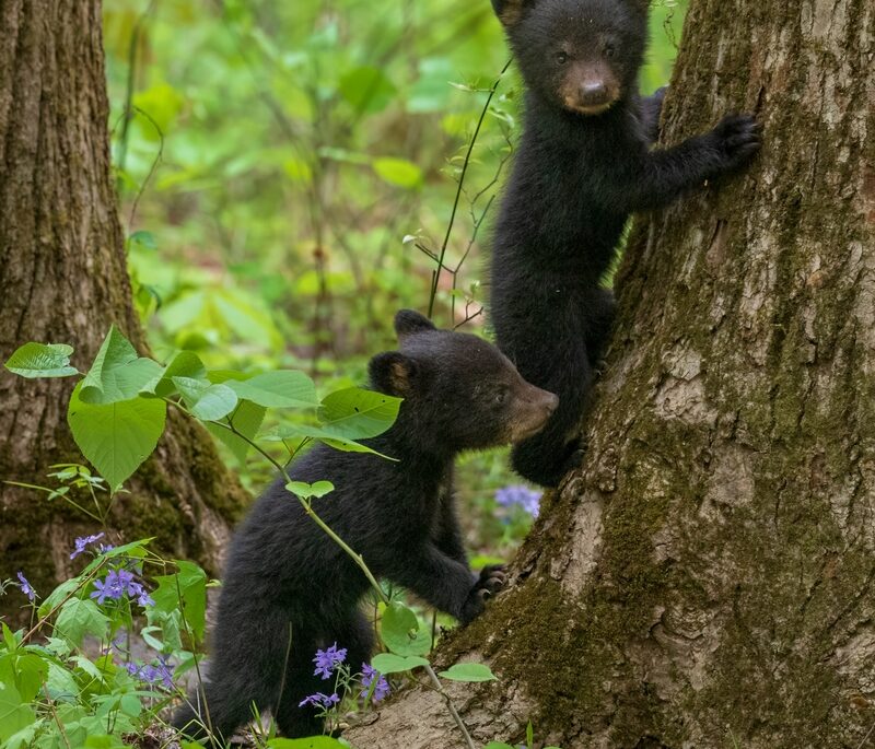Algonquin Provincial Park