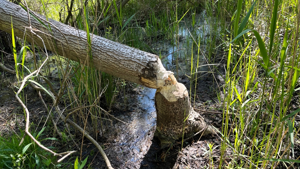 A tree chewed and felled by a beaver