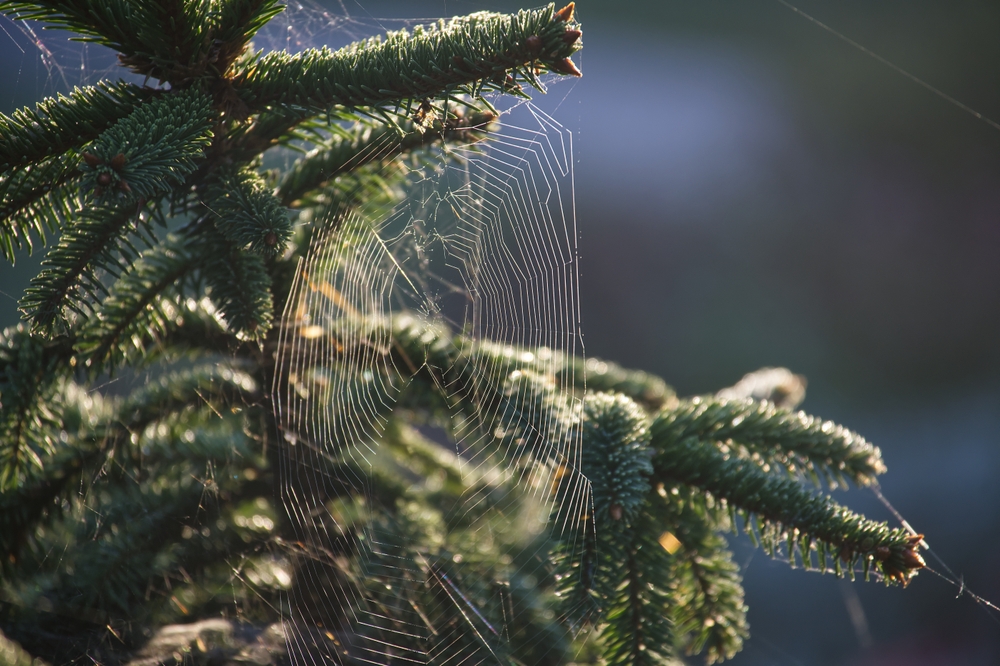 An intricate spider's web on an evergreen