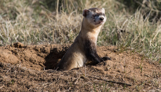 A black-footed ferret poking out of its burrow