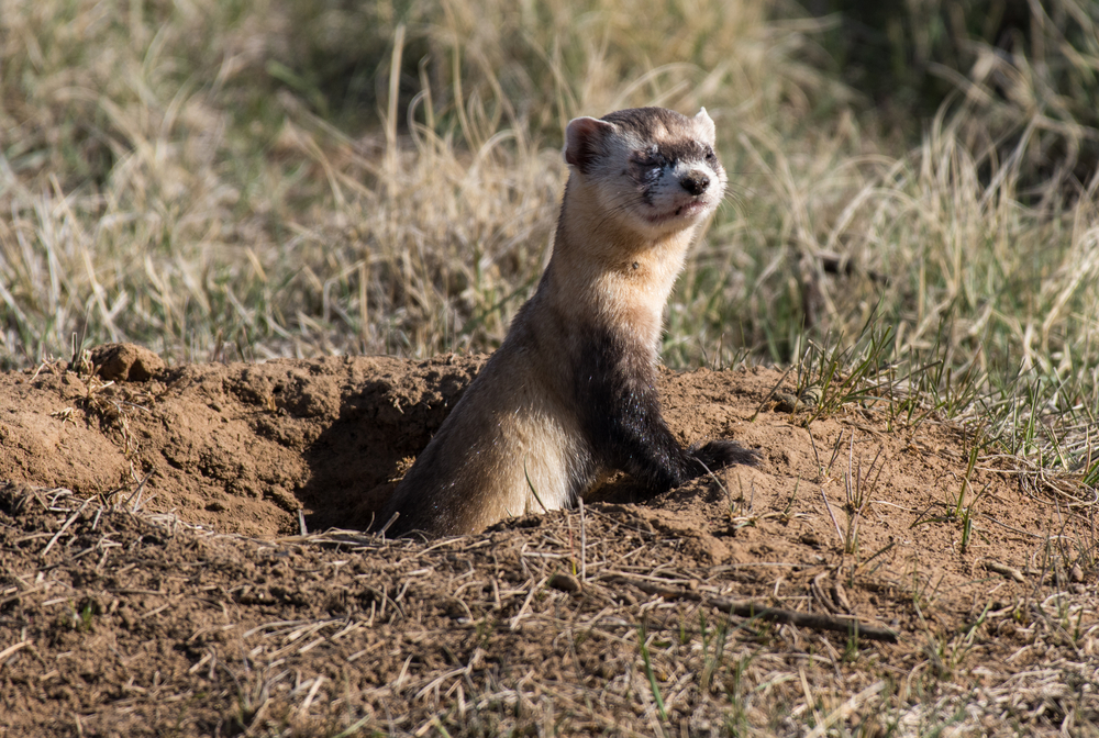 A black-footed ferret poking out of its burrow