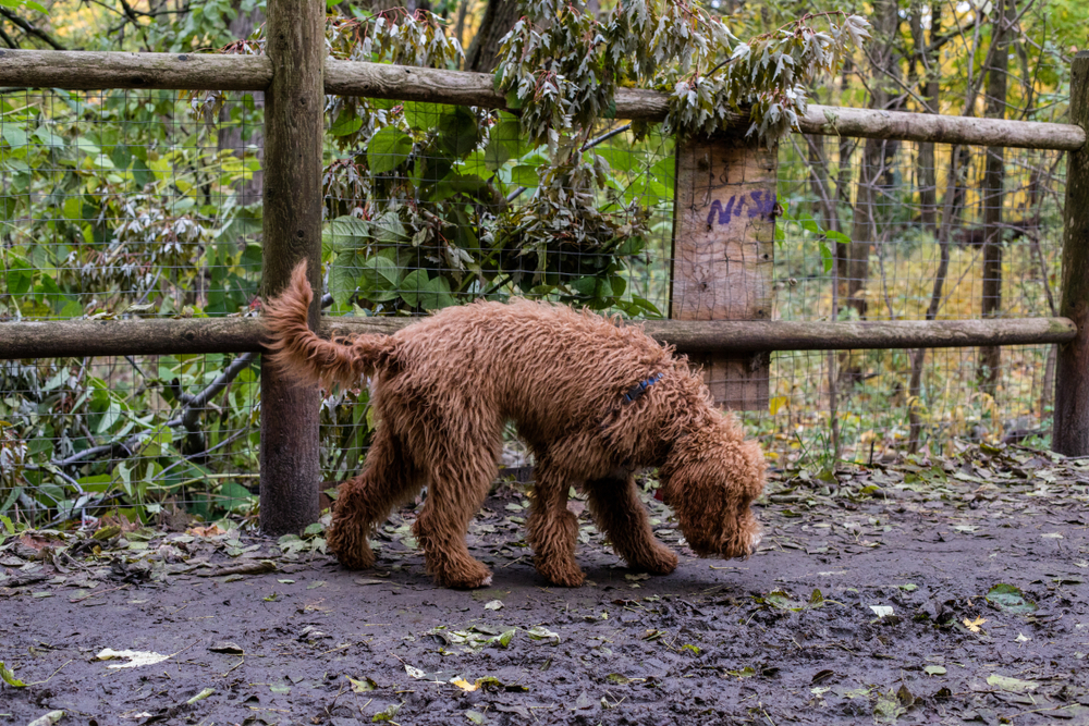 SIX MONTH OLD GOLDEN DOODLE PUPPY WALKS ON NATURE TRAIL. Story about a rare tapeworm