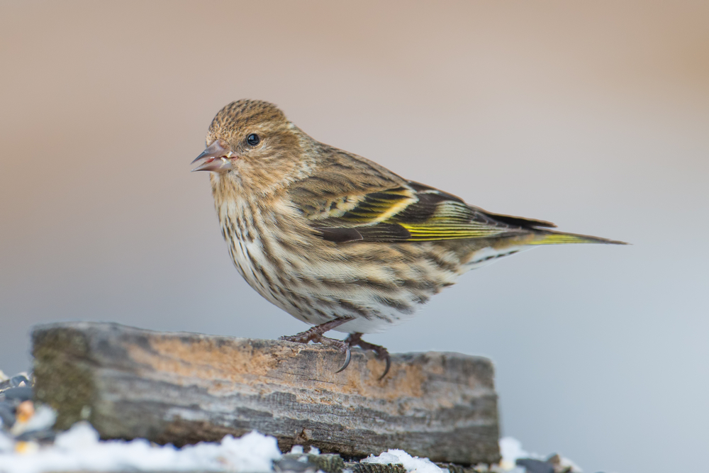 A pine siskin perched on a small log