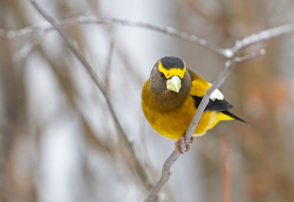 An evening grosbeak perched on a twig