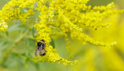 A yellow-banded bumble bee on a goldenrod plant