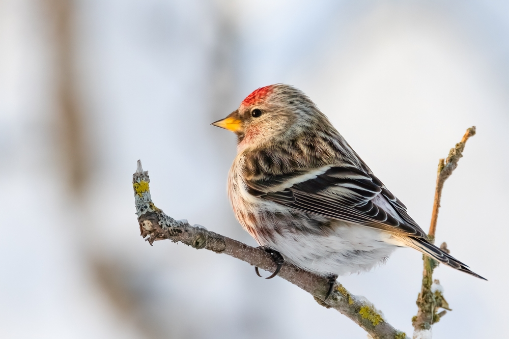 A common redpoll perched on a branch