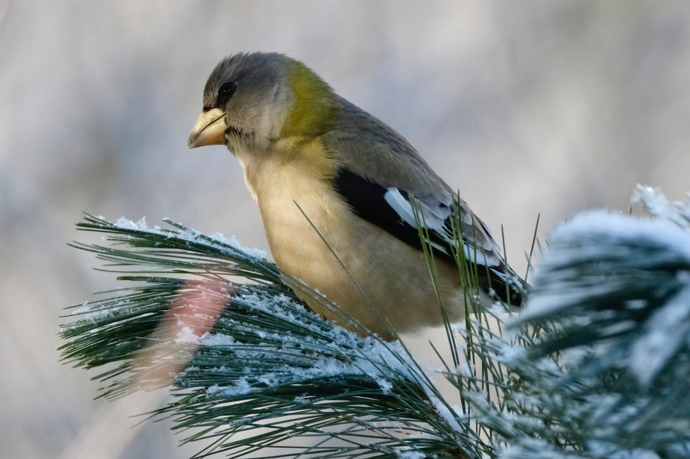 A female bird perched in an Eastern white pine