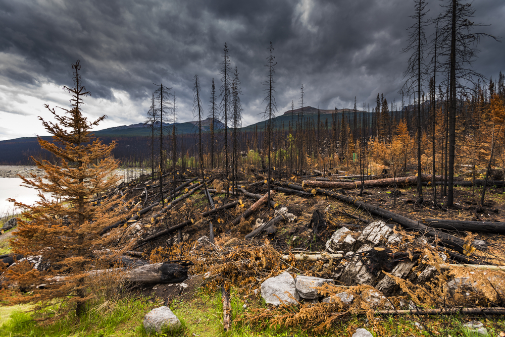 The aftermath of a forest fire in Jasper, Alberta