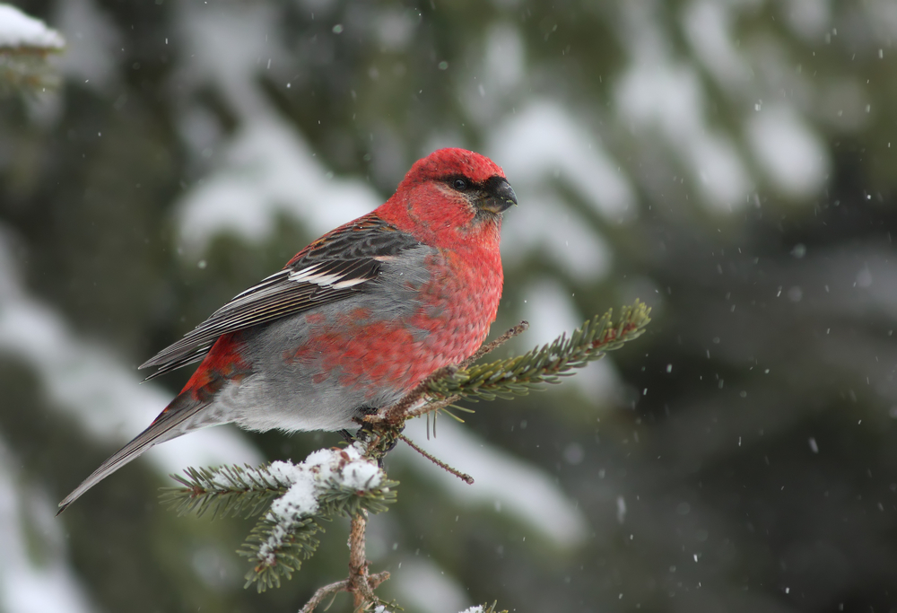 A male pine grosbeak perched on a snowy branch