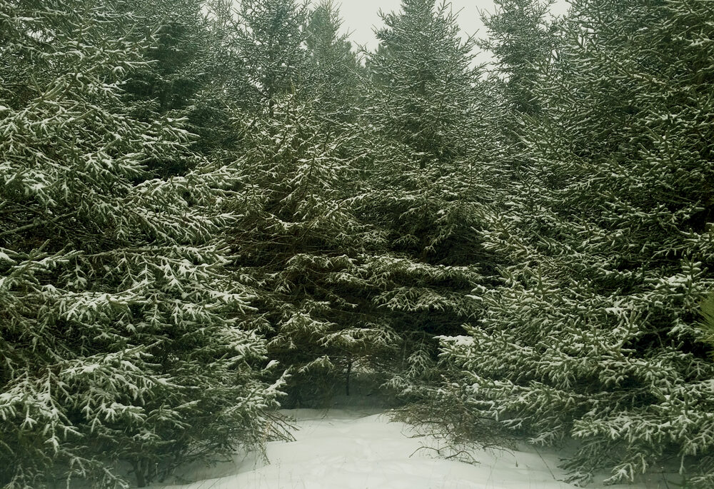 A group of balsam firs in winter