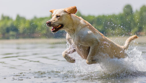 labrador dog runs through the water of a lake. Most popular dog breeds of 2024