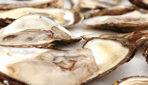 Oysters on the snow outside in the winter