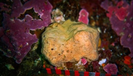 A shot of Belinda the sea sponge on the ocean floor
