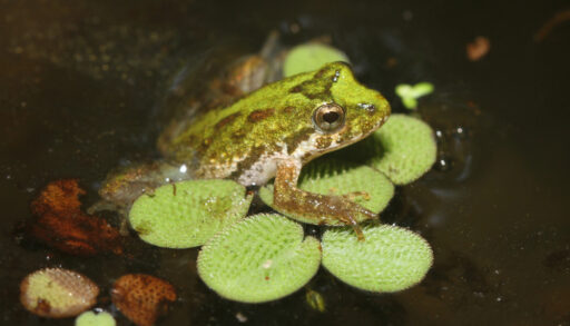 A cricket frog clinging to a lily pad