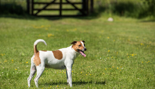 Danish Swedish Farmdog. This breed, which originates from Denmark and southern Sweden is lively and friendly.