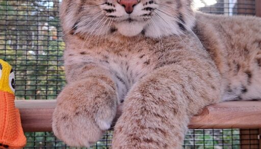 Jessie the bobcat in his enclosure