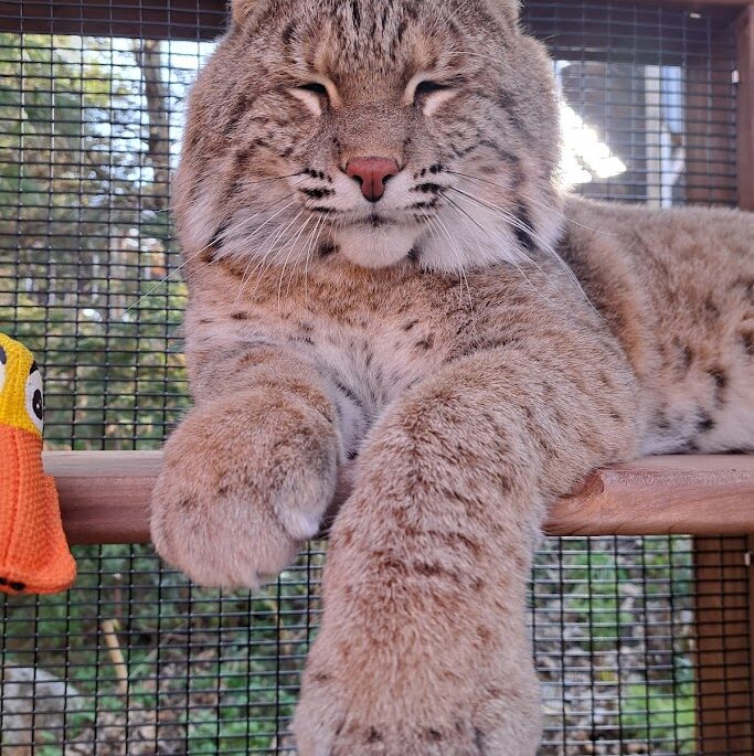Jessie the bobcat in his enclosure