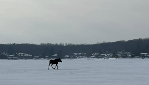 a moose strolling across a frozen lake