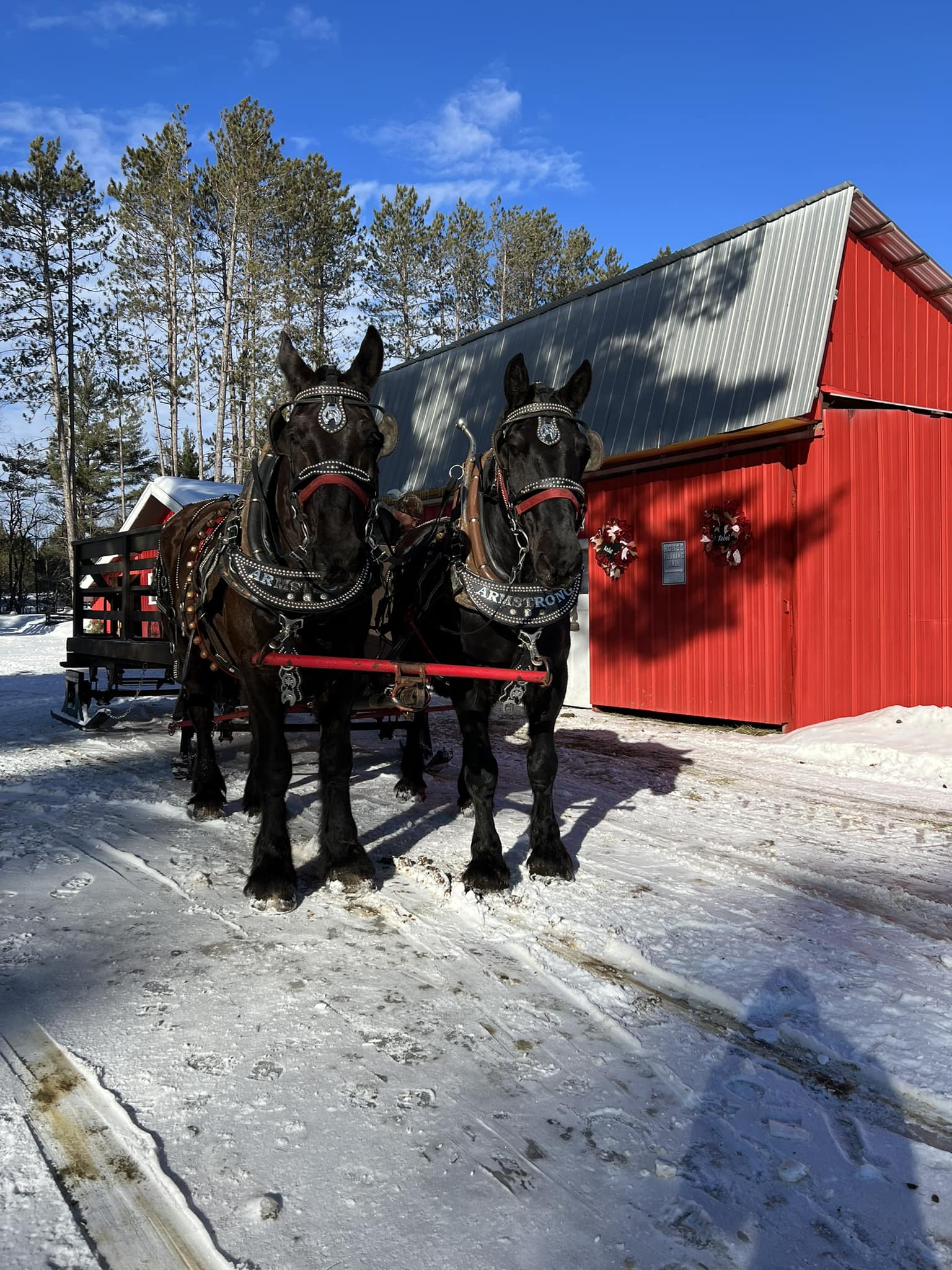 A team of Percheron draft horses hitched to a sleigh