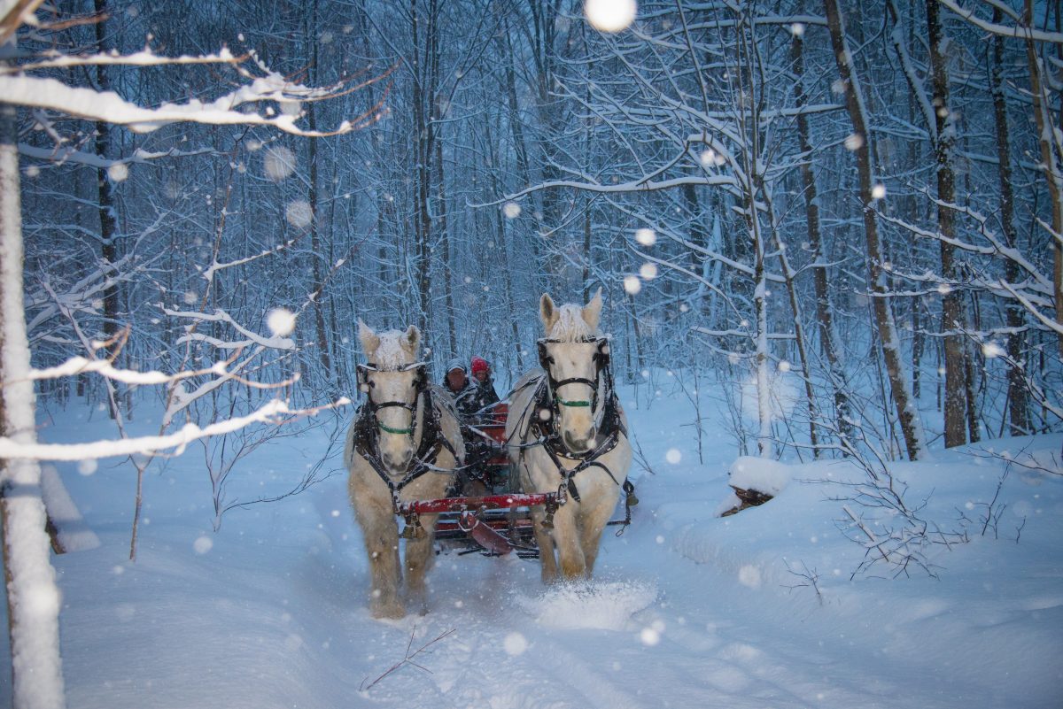 A team of draft horses pulling a sleigh