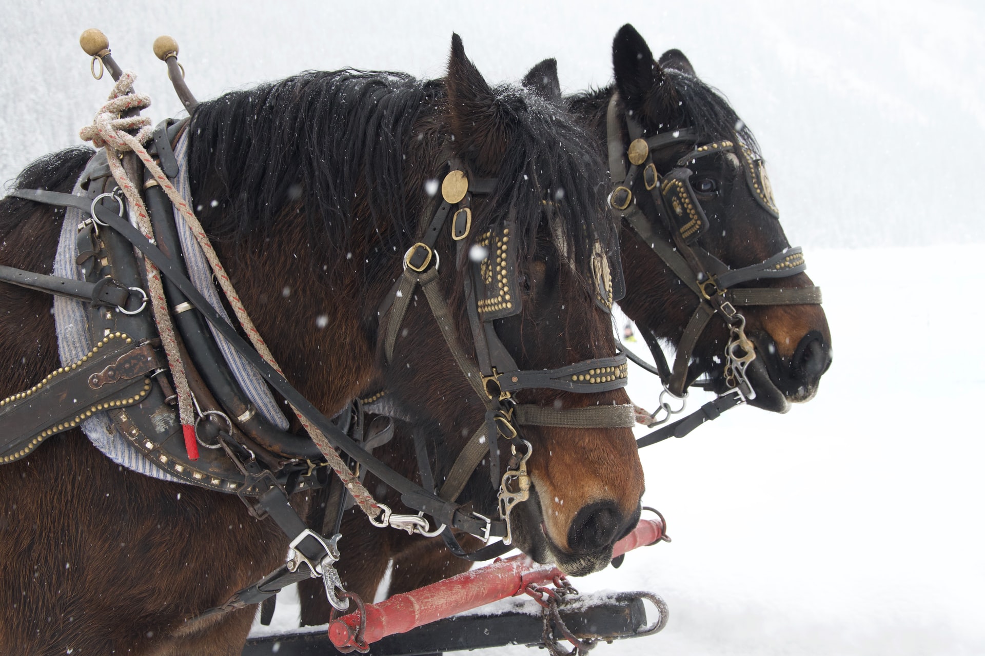 A team of draft horses in harness