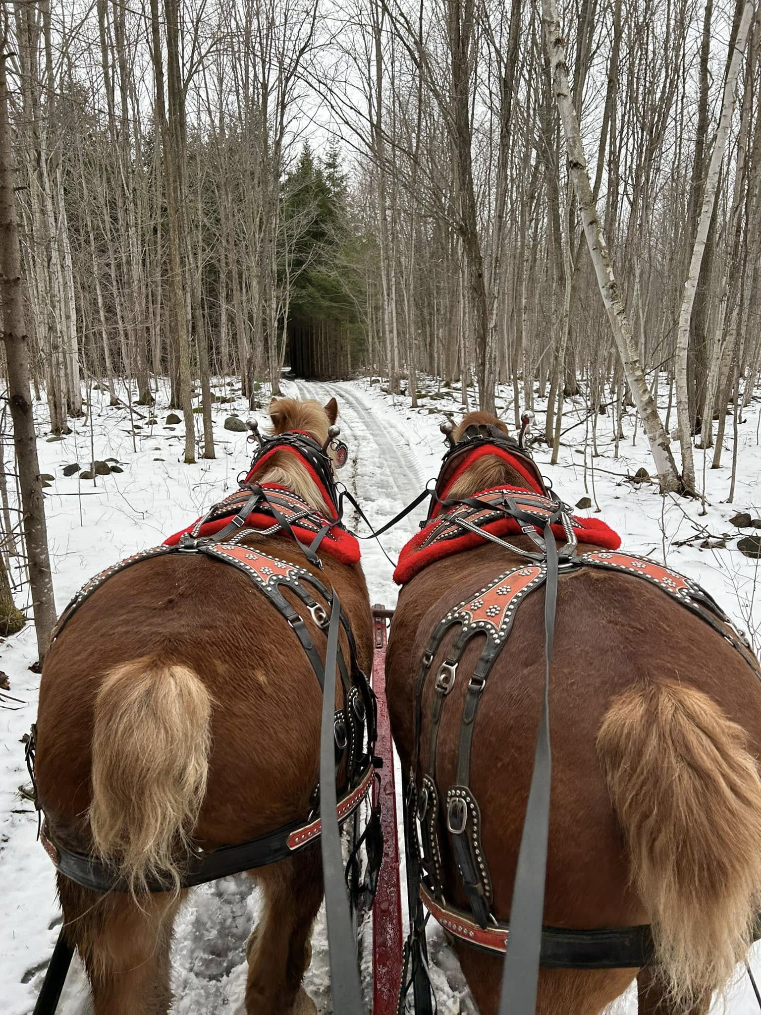 A team of draft horses pulling a sleigh, photographed from behind