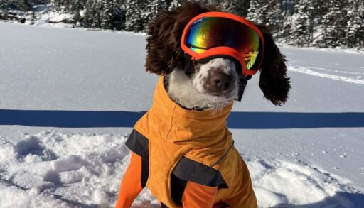 Photo of Poppy, the oil spill-sniffing dog, on a frozen lake covered in snow