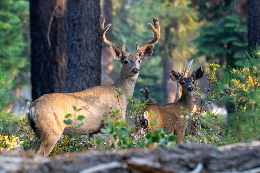 Chronic Wasting Disease