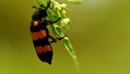 A burying beetle clinging to a branch