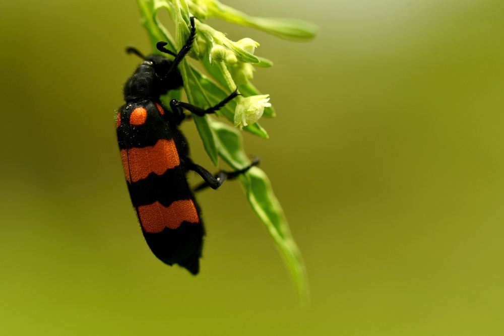 A burying beetle clinging to a branch