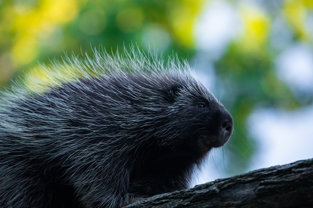 A porcupine against a blurry treed background