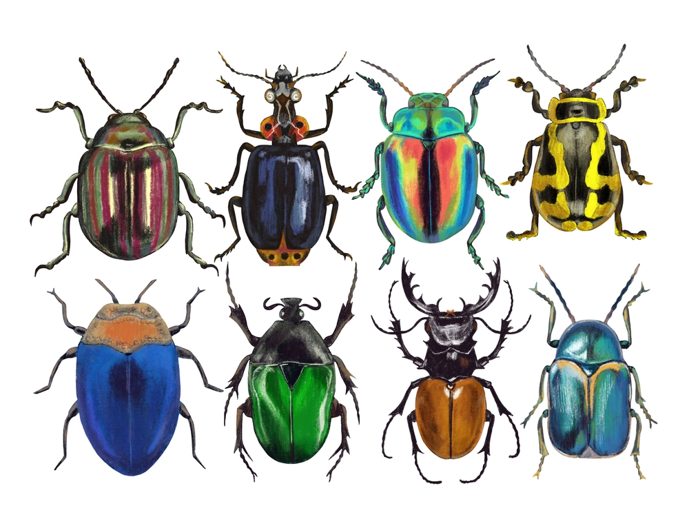 A variety of illustrated beetles
