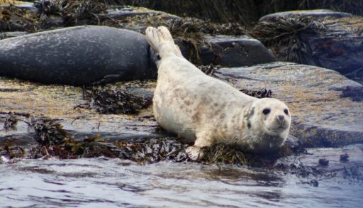A harbour seal sitting on a rock by the ocean with other seals in the background