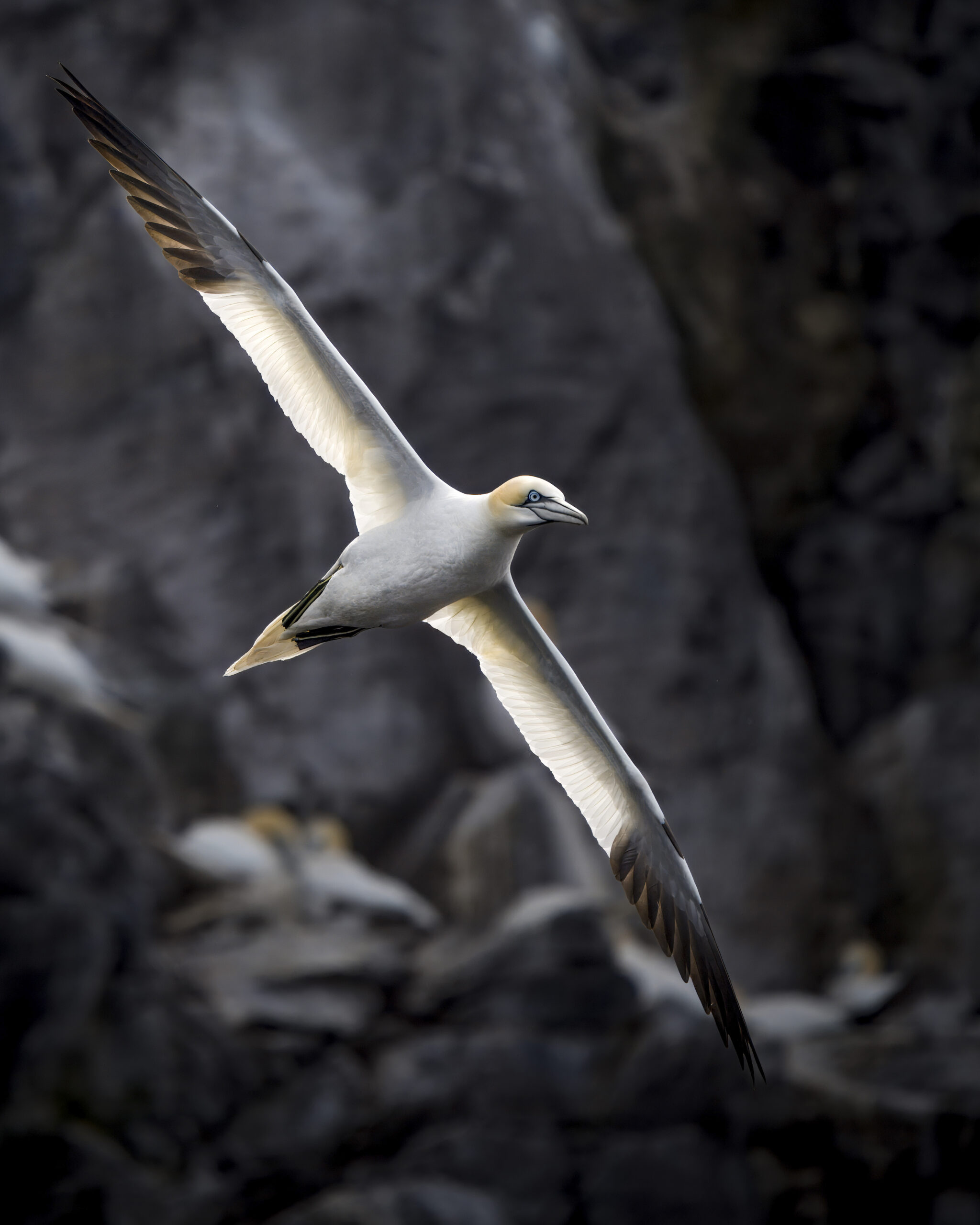 gannet flying with wings spread out