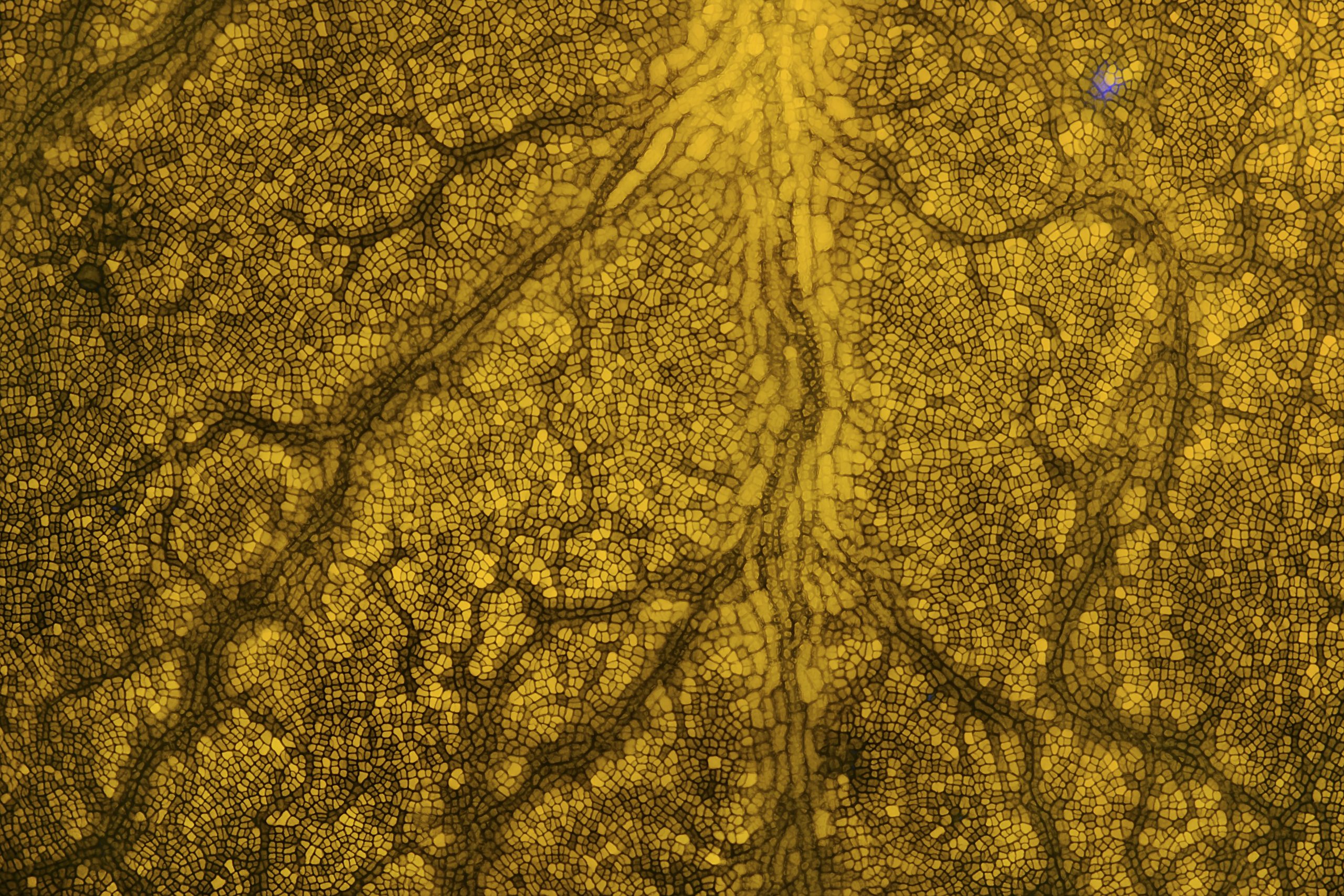 red seaweed washed up on shore