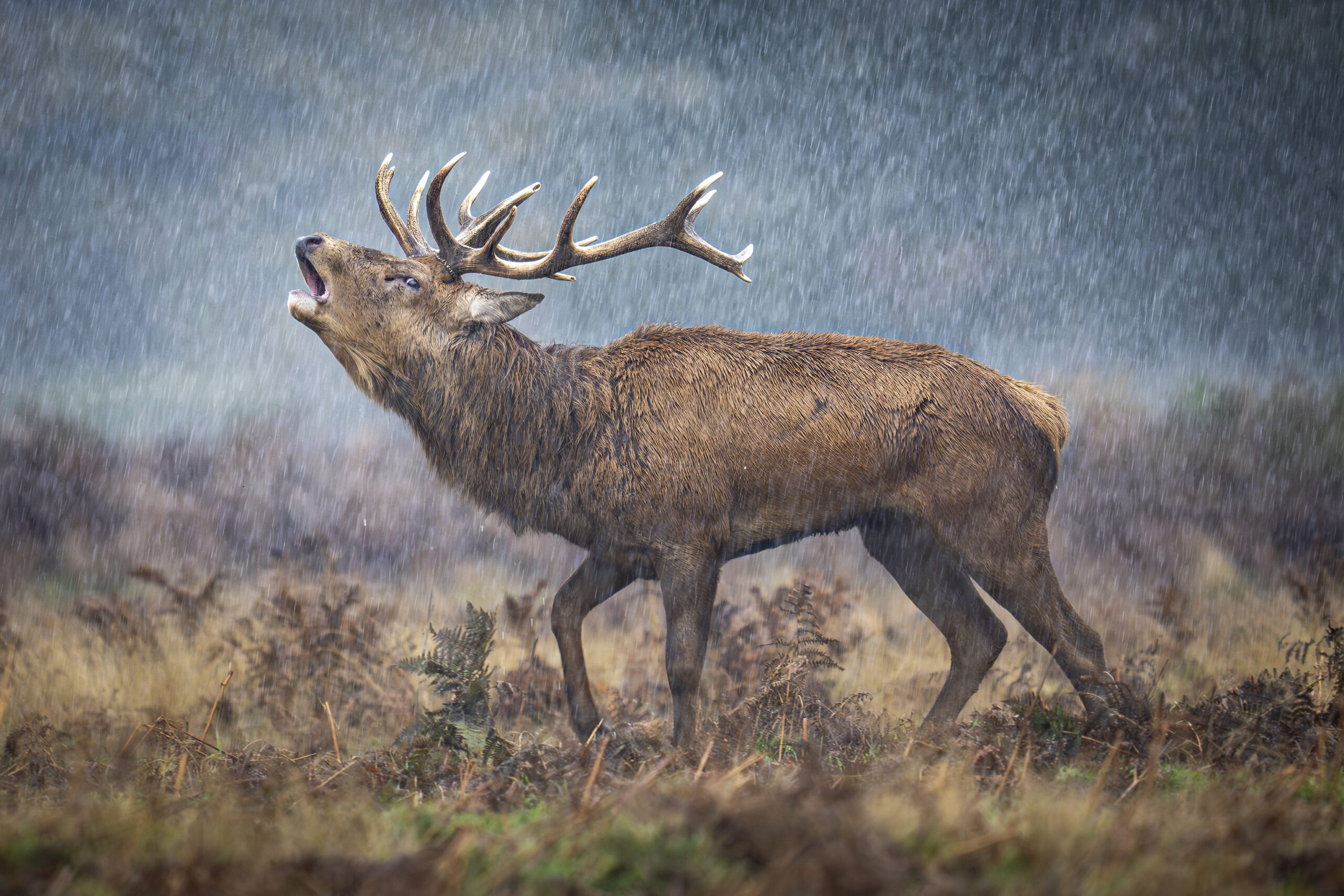 a reindeer in the rain