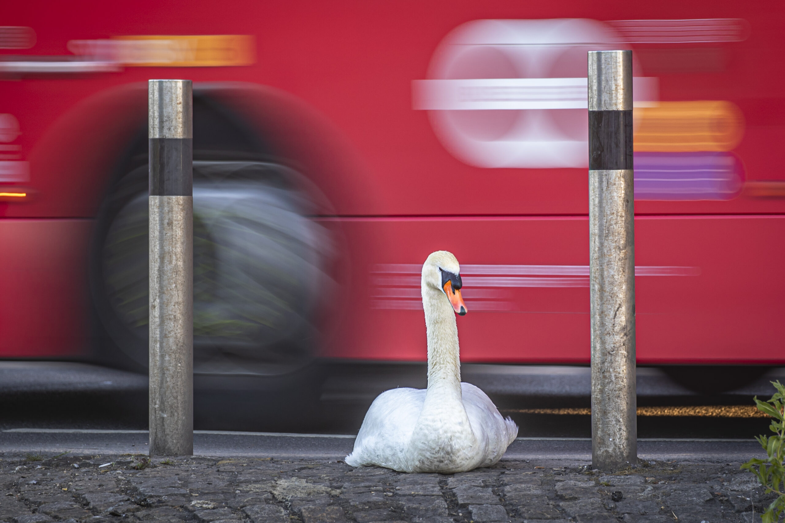 sawn sitting by a passing red bus