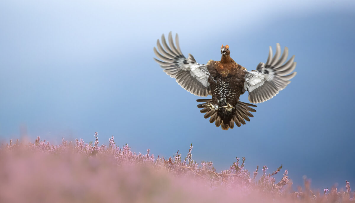 red grouse landing mid-air on pink heather