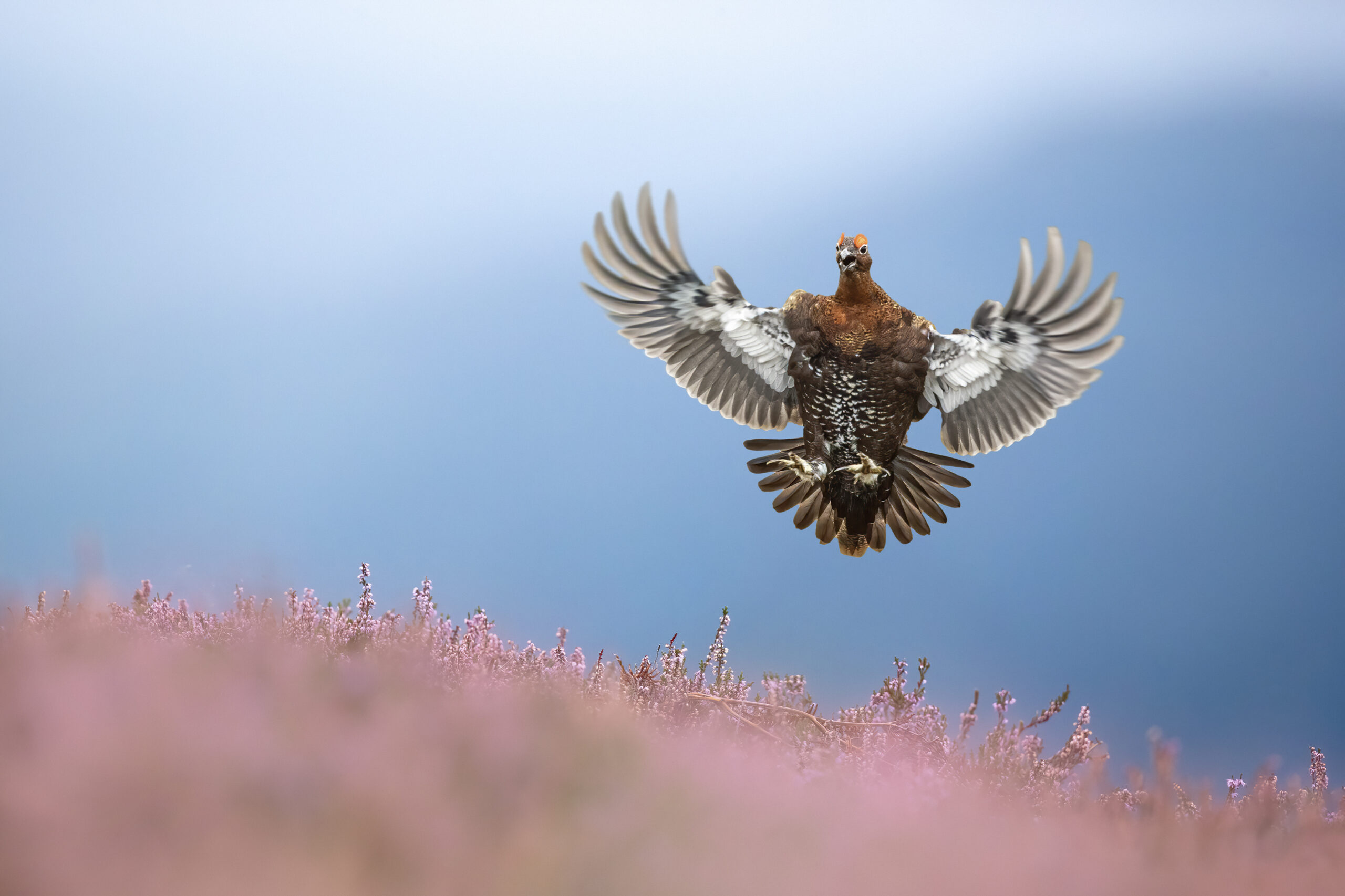 red grouse landing mid-air on pink heather