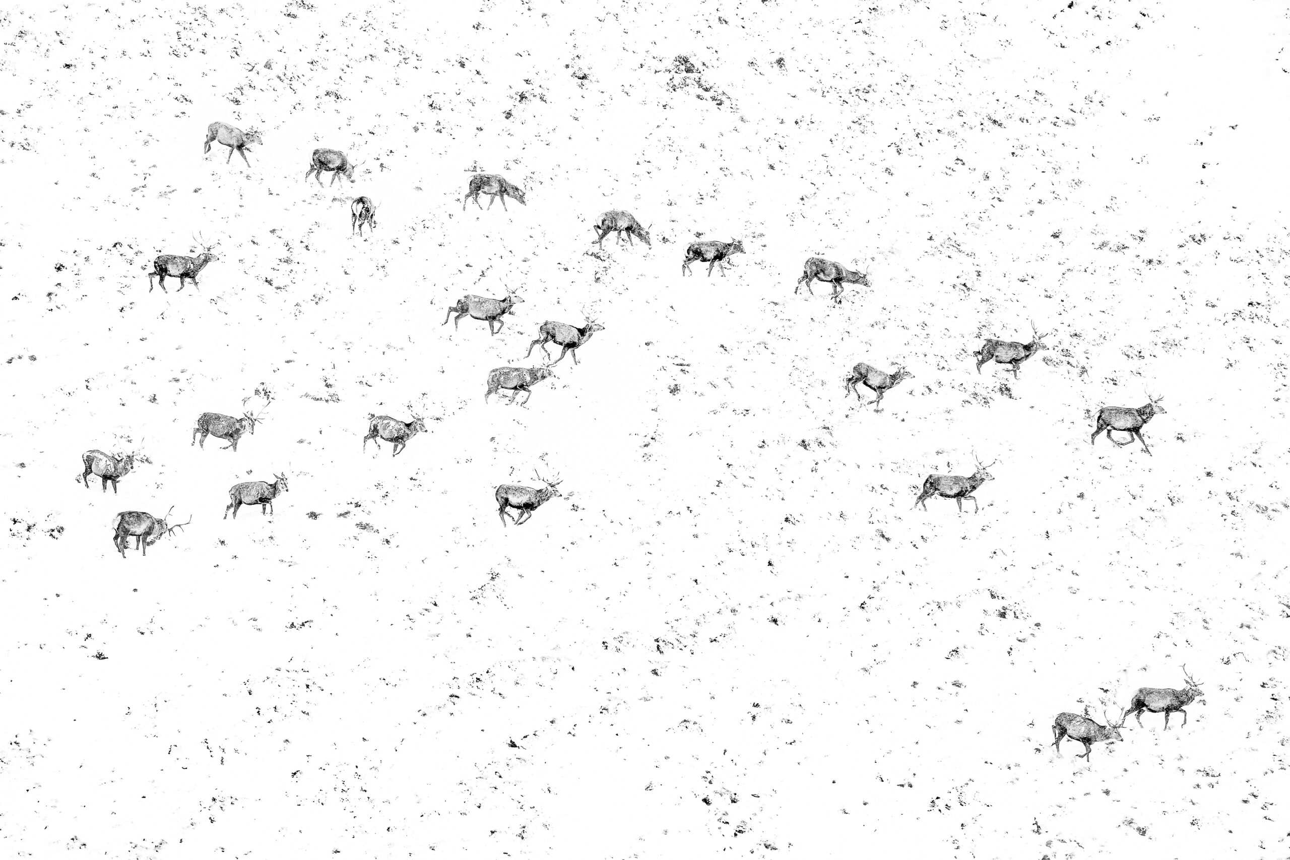 deer crossing a wintery landscape