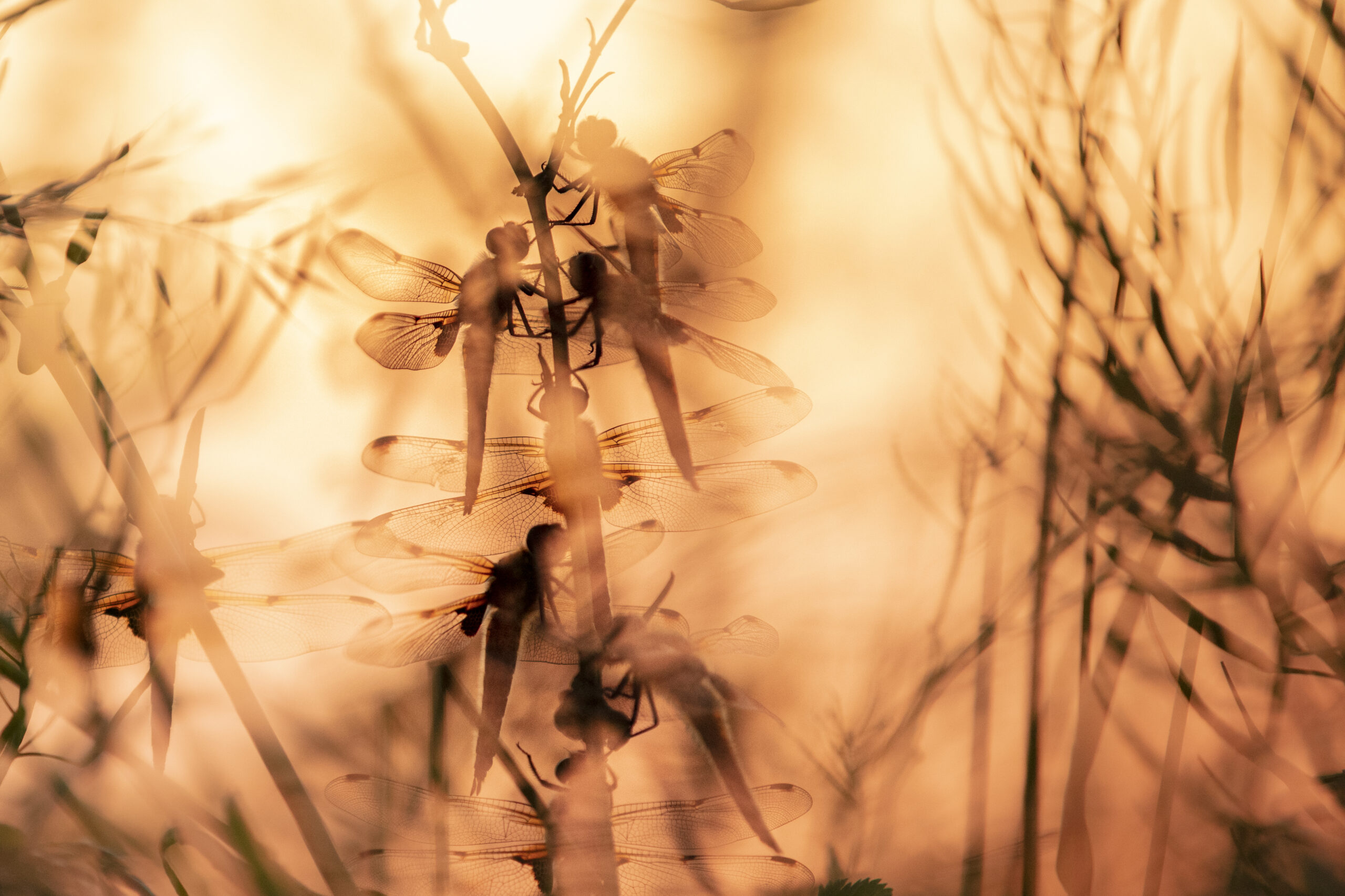Dragonflies in long grasses with an orange background