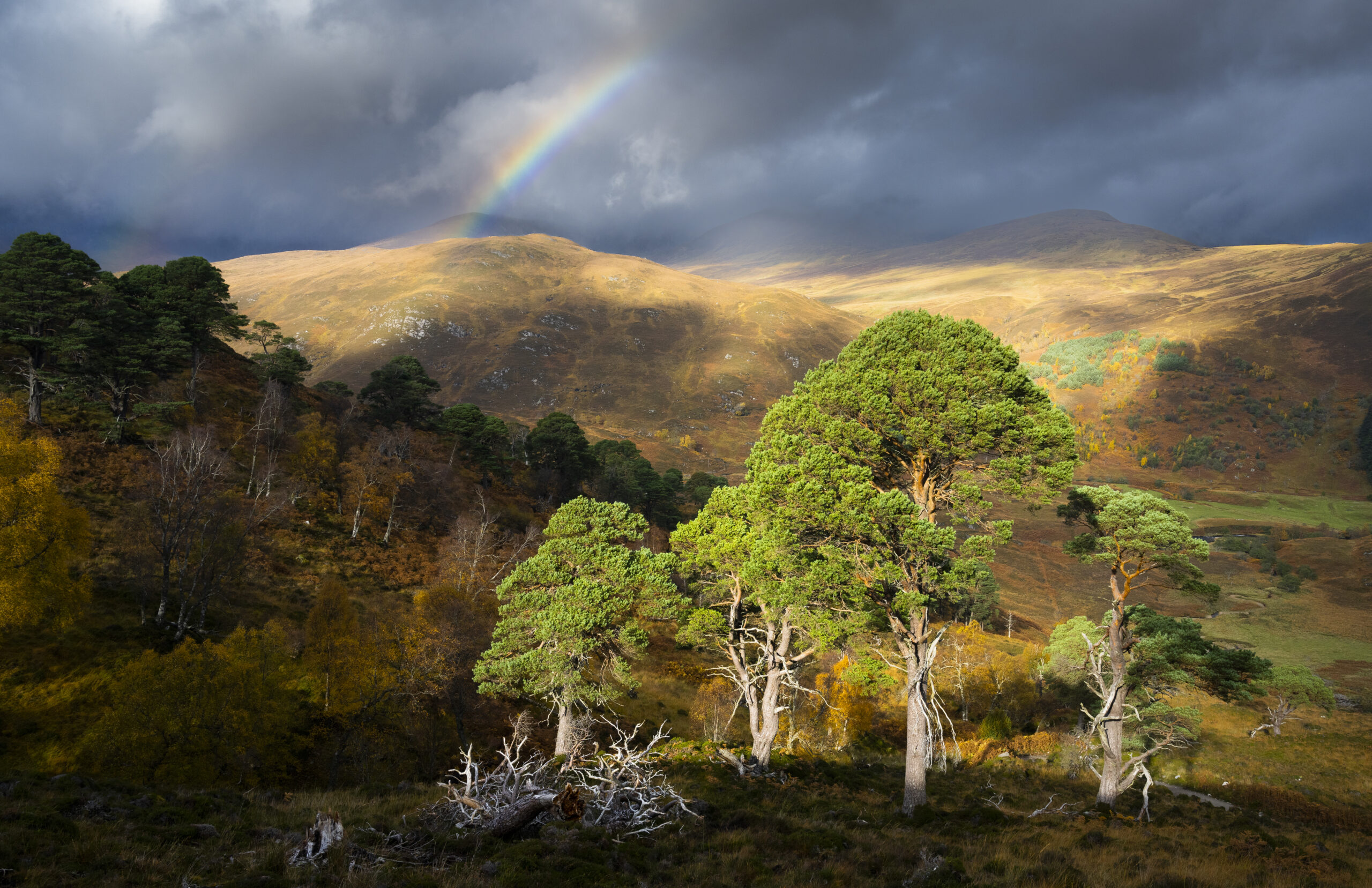 trees with a hill in the back and a rainbow after rain