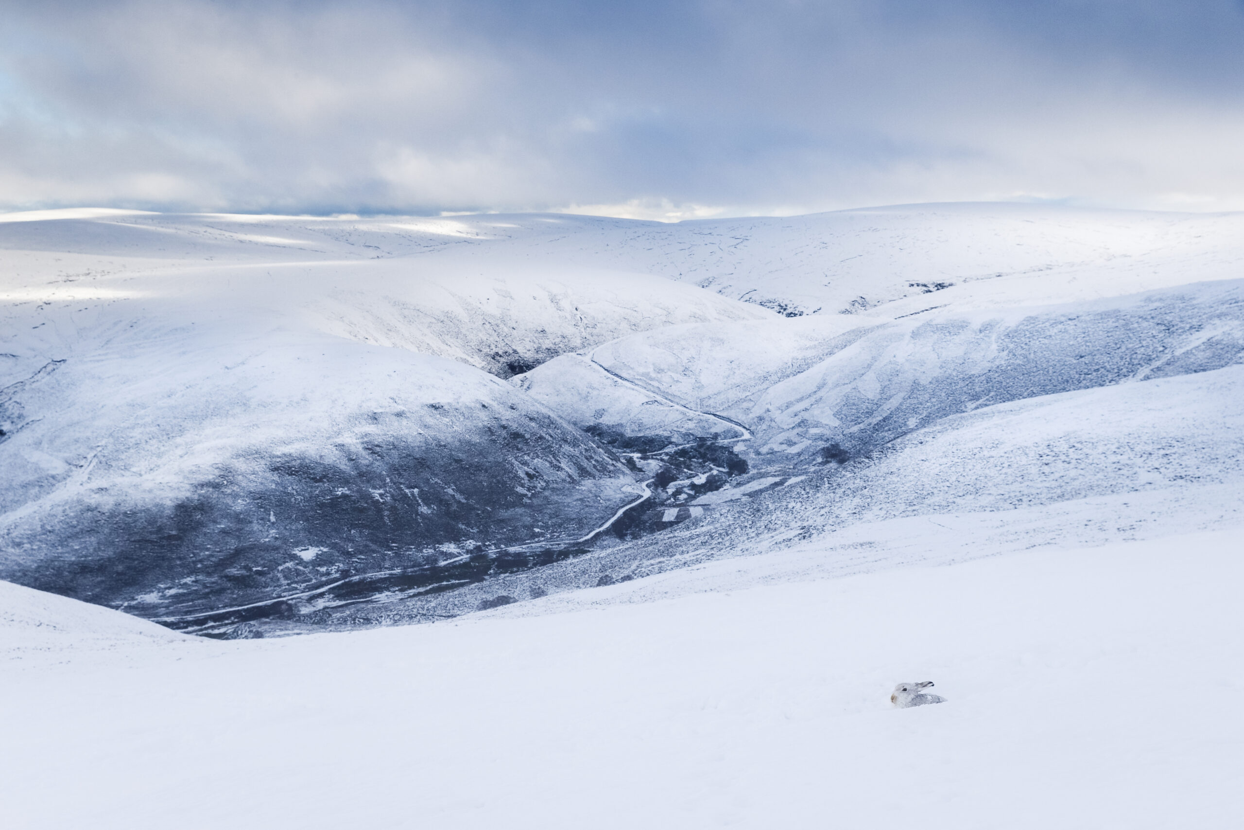 A rabbit in a snowy mountain landscape